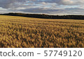 wonderful yellow wheat field against dense green forest 57749120