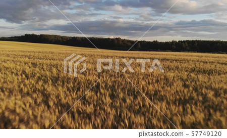 wonderful yellow wheat field against dense green forest 57749120