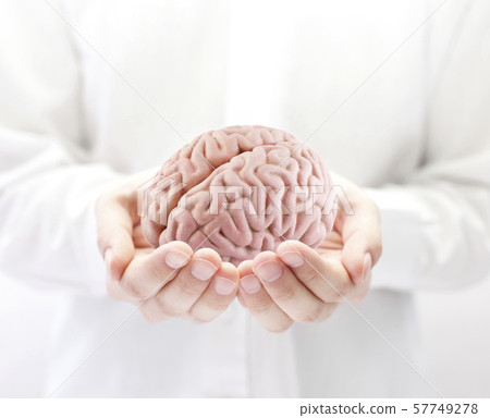 Human brain in hands  57749278