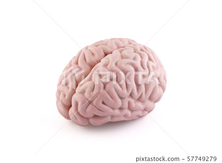 Human brain model isolated on white background with clipping path  57749279
