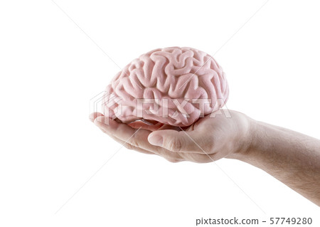 Human brain on hand isolated on white background  57749280