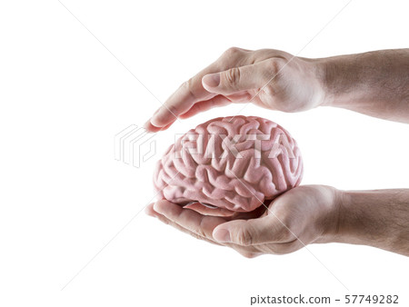 Human brain covered by hands isolated on white background  57749282