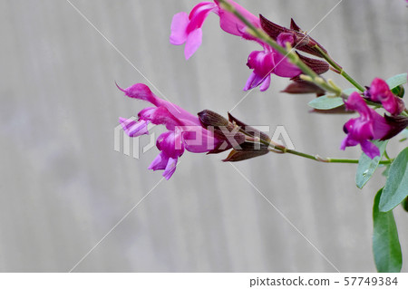 開花在三鷹中原的桃紅色salvia microphila 開花在三鷹中原的桃紅色salvia microphila 57749384