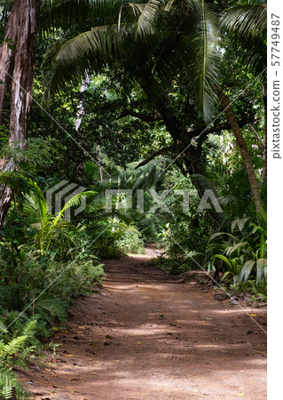 Ground rural road in the middle of tropical road Ground rural road in the middle of tropical road 57749487