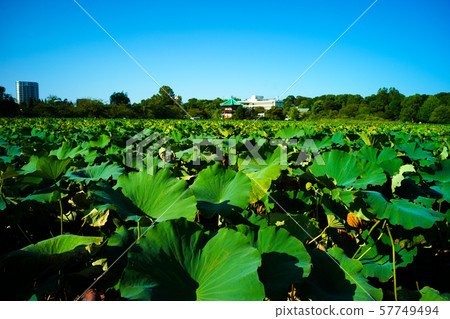 Shinobazu Pond Shinobazu Pond 57749494