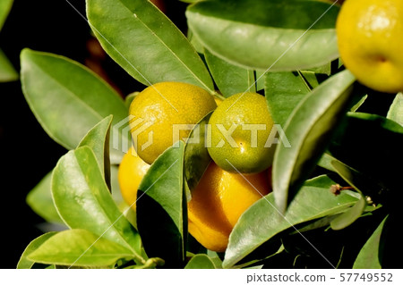 變成中原三鷹的黃色金橘果實 57749552