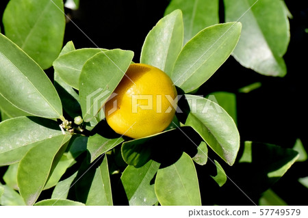 變成中原三鷹的黃色金橘果實 57749579