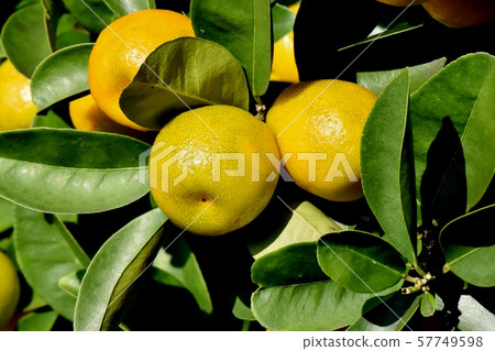 Yellow kumquat fruit that becomes Mitaka Nakahara Yellow kumquat fruit that becomes Mitaka Nakahara 57749598
