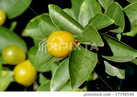 Yellow kumquat fruit that becomes Mitaka Nakahara Yellow kumquat fruit that becomes Mitaka Nakahara 57749599