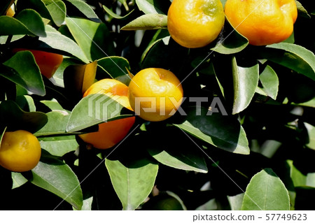 Yellow kumquat fruit that becomes Mitaka Nakahara 57749623