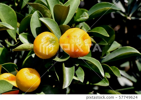 變成中原三鷹的黃色金橘果實 57749624