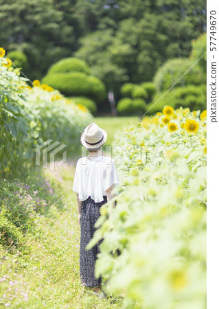 Sunflower field Sunflower field 57749670