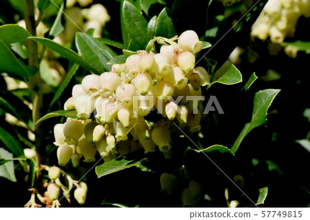 White flowered strawberry flowers blooming in Mitaka Nakahara White flowered strawberry flowers blooming in Mitaka Nakahara 57749815