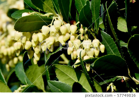 White flowered strawberry flowers blooming in Mitaka Nakahara 57749816