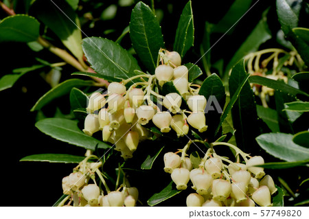 White flowered strawberry flowers blooming in Mitaka Nakahara White flowered strawberry flowers blooming in Mitaka Nakahara 57749820