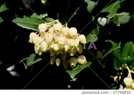 開花在三鷹中原的白色開花的草莓花 開花在三鷹中原的白色開花的草莓花 57749850