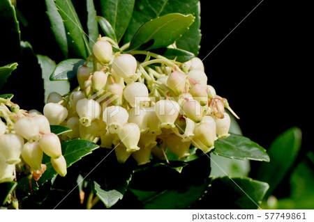 White flowered strawberry flowers blooming in Mitaka Nakahara 57749861