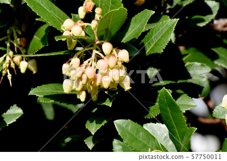 White strawberry tree flower which becomes Mitaka Nakahara 57750011