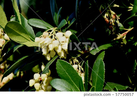 White strawberry tree flower which becomes Mitaka Nakahara White strawberry tree flower which becomes Mitaka Nakahara 57750057