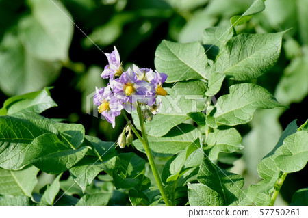 開花在三鷹中原的紫色土豆花 57750261