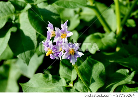 開花在三鷹中原的紫色土豆花 57750264