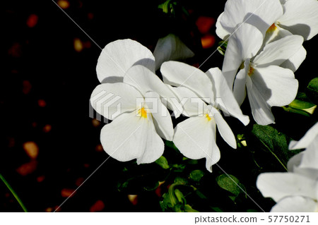 開花在三鷹中原的白色中提琴 57750271