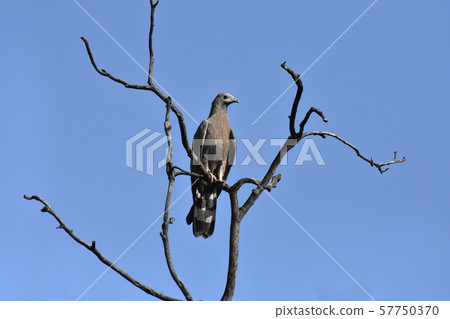 Oriental honey buzzard, Pernis ptilorhynchus, Bandhavgadh, Madhya Pradesh, India Oriental honey buzzard, Pernis ptilorhynchus, Bandhavgadh, Madhya Pradesh, India 57750370