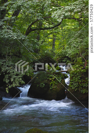 [Aomori Prefecture, special scenic spot] Oirase mountain stream, flow of Ashura 57750429