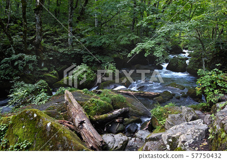 [Aomori Prefecture, special scenic spot] Oirase mountain stream, flow of Ashura 57750432