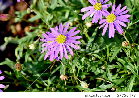 Purple Azumagiku blooming in Mitaka Nakahara Purple Azumagiku blooming in Mitaka Nakahara 57750478