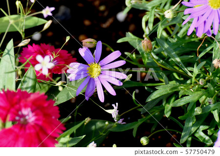 Purple Azumagiku blooming in Mitaka Nakahara Purple Azumagiku blooming in Mitaka Nakahara 57750479