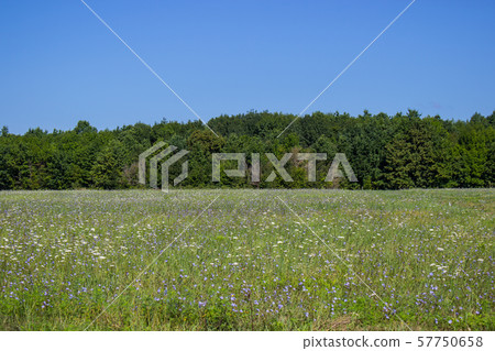 Horizontal summer background of forest and meadow Horizontal summer background of forest and meadow 57750658