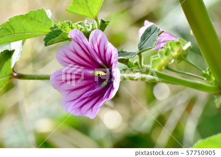 在三鷹中原盛開的紫色和白色錦葵 57750905
