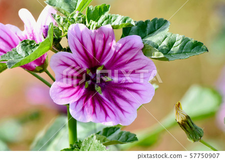 Purple and white mallow flowers blooming in Mitaka Nakahara 57750907