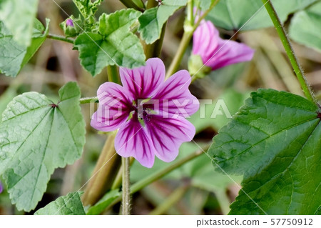 在三鷹中原盛開的紫色和白色錦葵 57750912