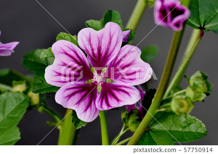 在三鷹中原盛開的紫色和白色錦葵 57750914