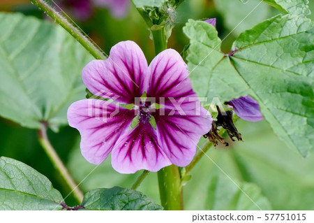 Purple and white mallow flowers blooming in Mitaka Nakahara Purple and white mallow flowers blooming in Mitaka Nakahara 57751015
