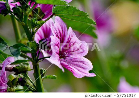 Purple and white mallow flowers blooming in Mitaka Nakahara Purple and white mallow flowers blooming in Mitaka Nakahara 57751017