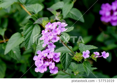 盛開在三鷹中原的粉紅色馬tana丹 57751019