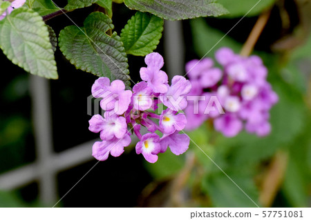 盛開在三鷹中原的粉紅色馬tana丹 57751081