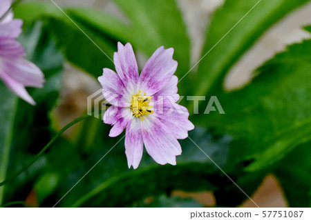 Pink cosmos flowers blooming in Mitaka Nakahara Pink cosmos flowers blooming in Mitaka Nakahara 57751087