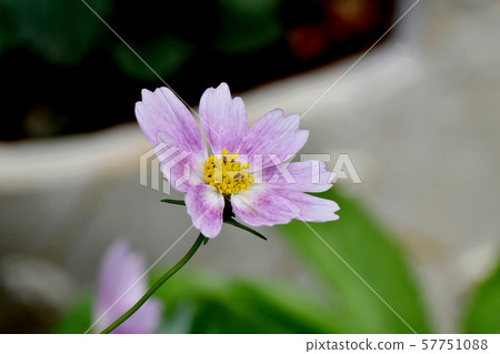 Pink cosmos flowers blooming in Mitaka Nakahara 57751088