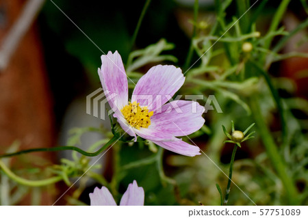 Pink cosmos flowers blooming in Mitaka Nakahara Pink cosmos flowers blooming in Mitaka Nakahara 57751089