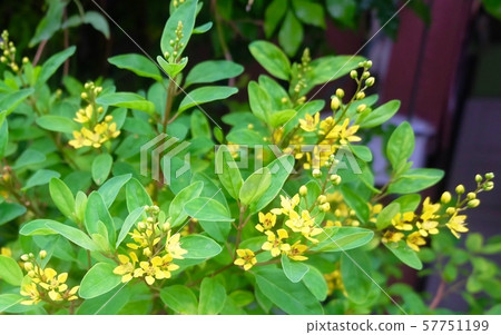 Flowers of Chinese Perfume Plant in The Garden 57751199
