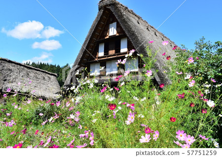 Autumn flower cosmos and Shirakawa-go 57751259