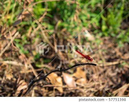 Red dragonfly Red dragonfly 57751398