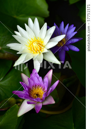 Colorful Nymphaea lotus on dark background. Colorful Nymphaea lotus on dark background. 57751571