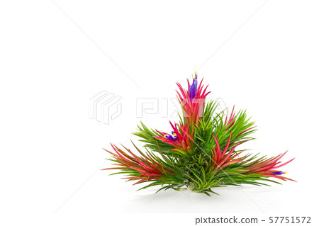 illandsia with flowers won white background. illandsia with flowers won white background. 57751572