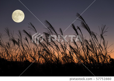 [Autumn Image] Mid-Autumn Moon and Susuki 57751660