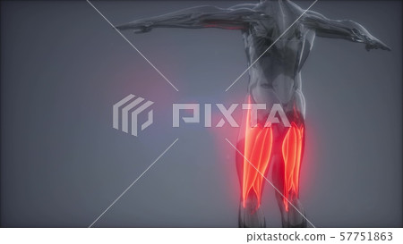 thigh muscles - Visible muscle anatomy map 57751863